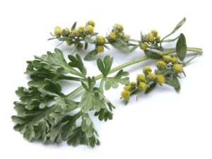 Wormwood Herb Seeds | Seedmart Australia | Isolated