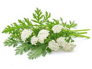 Yarrow Flower Isolated | Seedmart Australia
