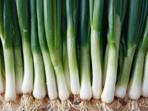 Bunching Onion Closeup