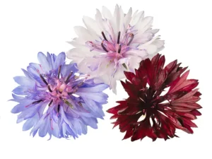 Three large blooms in white, lavender, and deep burgundy against a white background.