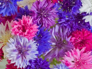Cornflower Mixed Colours | Seedmart Australia