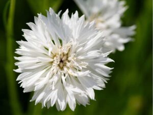 White ball centaurea | Cornflower | Seedmart Australia