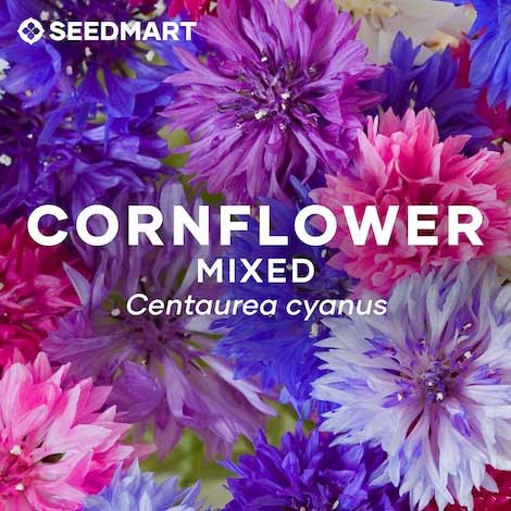 Cornflower Blog Featured Image