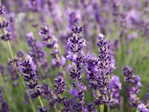 Lavender English Herb Flower Seeds