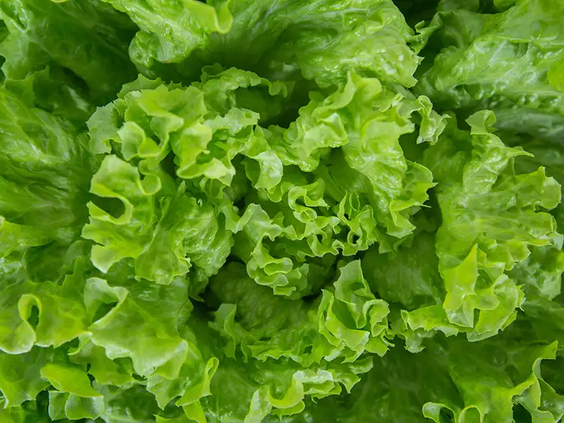 Lettuce Black Seeded Simpson Vegetable Seeds – Singapore - Image 2