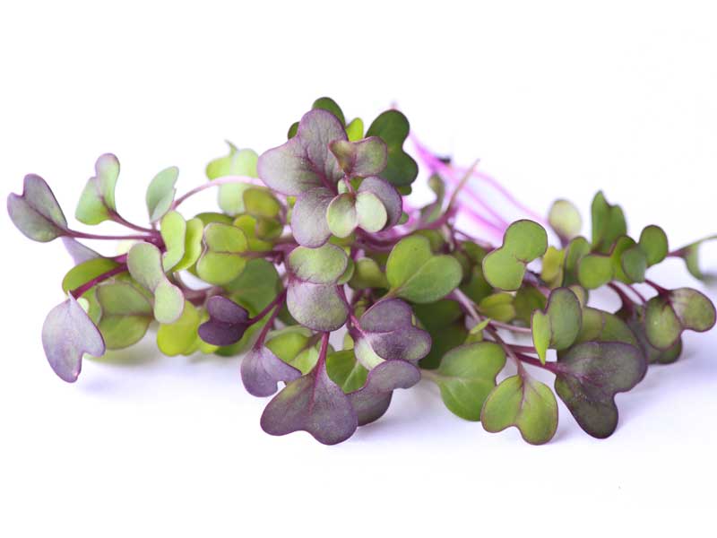 Mustard Red Microgreens Isolated