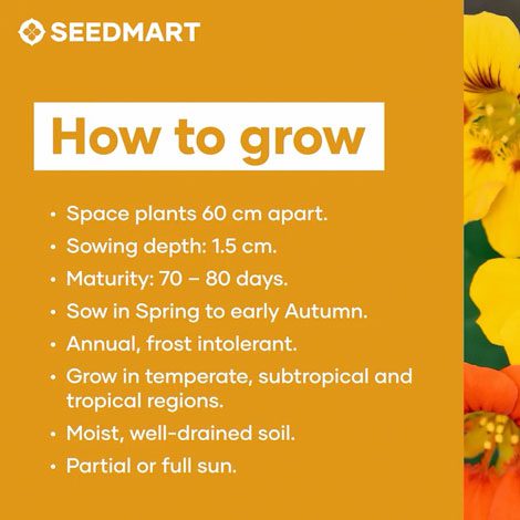 Nasturtium How to Grow | Seedmart Australia