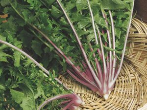 Red Stem Chicory Vegetable Seeds | Seedmart