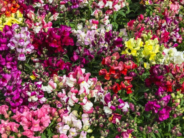 Snapdragon Magic Carpet Mix NonGMO & No Chemical Treatment