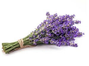 True English Lavender Isolated | Seedmart Australia