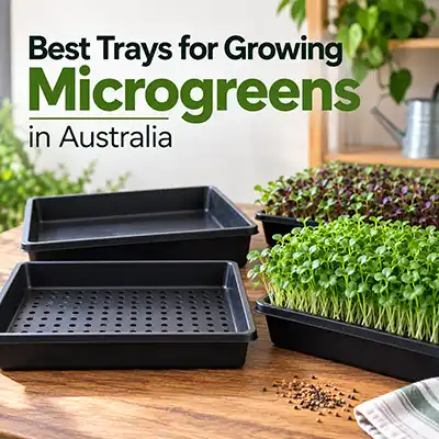 Best Microgreen Trays in Australia