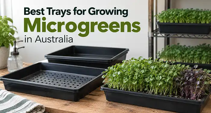 Best Microgreens Trays Australia | Seedmart 
