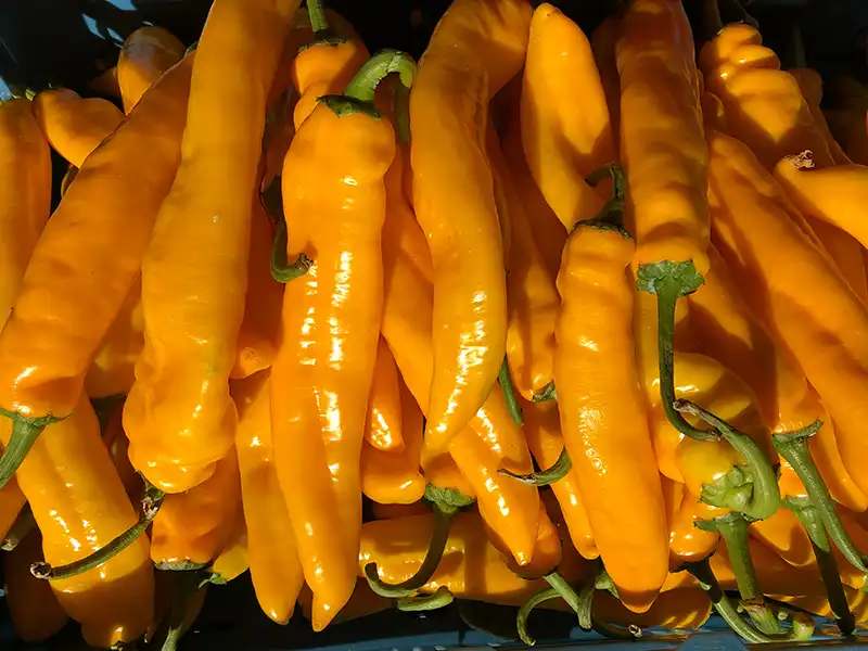 Chilli Golden Cayenne Vegetable Seeds – Singapore - Image 2