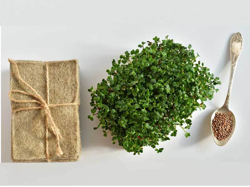 Microgreens Growing Kit | Seedmart