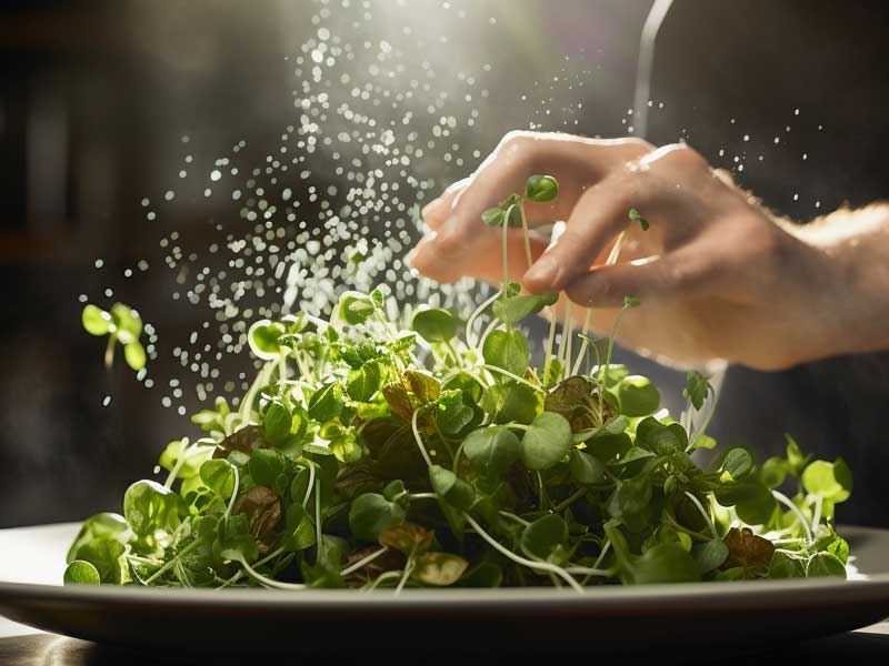 Add a gourmet touch to your meals with microgreens
