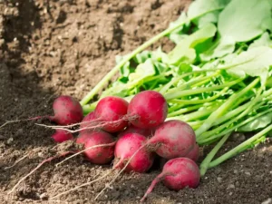 pink-radish-lady-slippers-seeds-seedmart-australia-singapore
