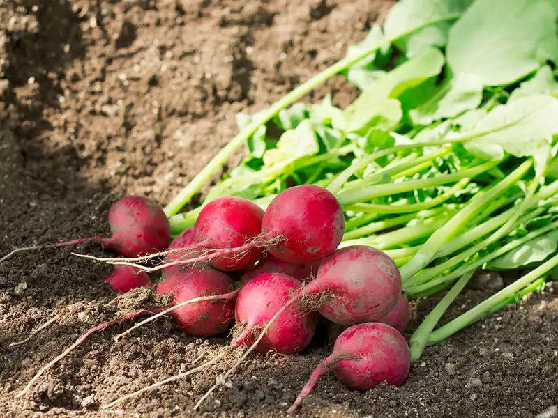 pink-radish-lady-slippers-seeds-seedmart-australia-singapore