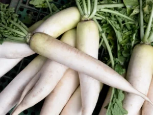 radish-china-white-winter-seeds-field-seedmart-australia-singapore