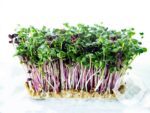 Radish Mixed Microgreens | Seedmart Australia