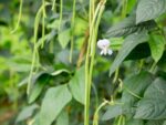 cowpea-nitrogen-fix-mix-green-manure-seedmart-australia