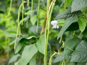 Cowpeas | Red Caloona | Leaves and Plant