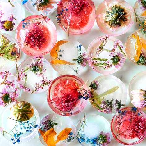 Edible Flowers Ice Cubes Concept | Seedmart Australia