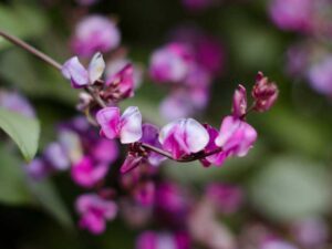 Lablab Highflower | Purple Flower | Seedmart