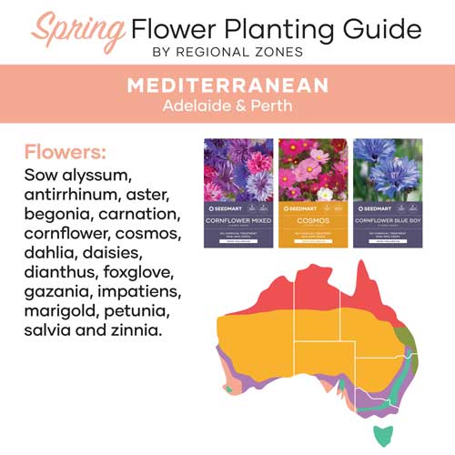 Flower Planting Guide for Spring | Mediterranean | Seedmart