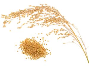 Millet Plant and Grain | Isolated