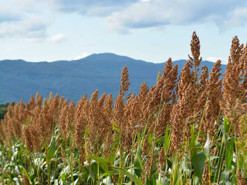 Japanese Millet in Field
