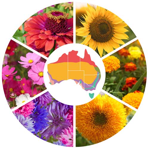 Climate Zones Australia Map | Flowers | Seedmart