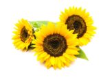 Sunflower Flowers | Cover Crop | Seedmart