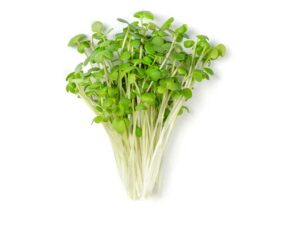 Tatsoi Microgreens Isolated | Seedmart Australia