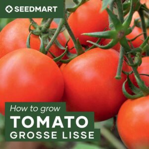 How to Grow Tomatoes from Seed | Seedmart