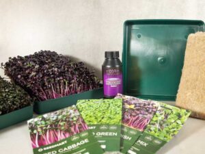 Microgreen Growing Kit | Seedmart Australia