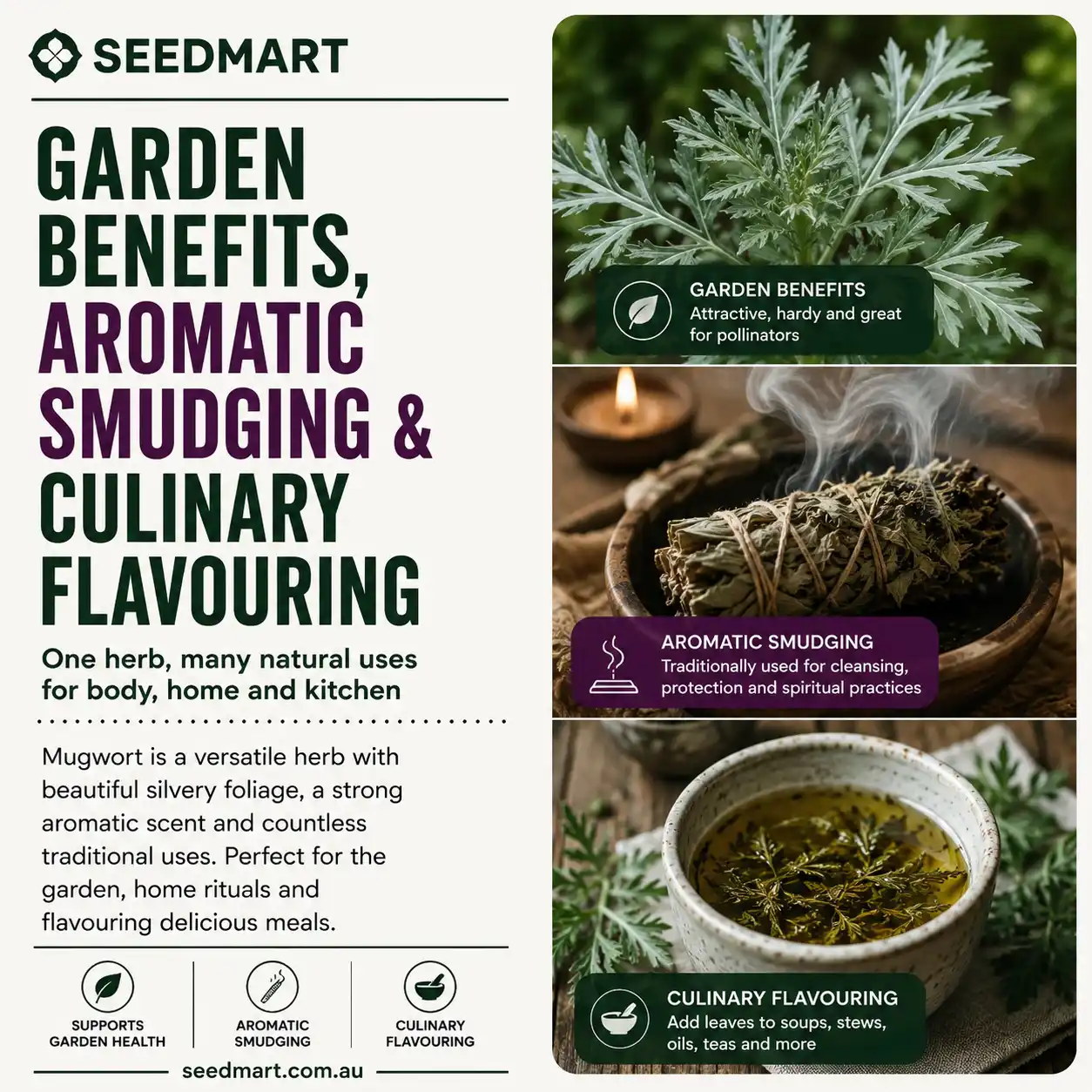 mugwort-seeds-garden-aromatic-culinary-seedmart-australia