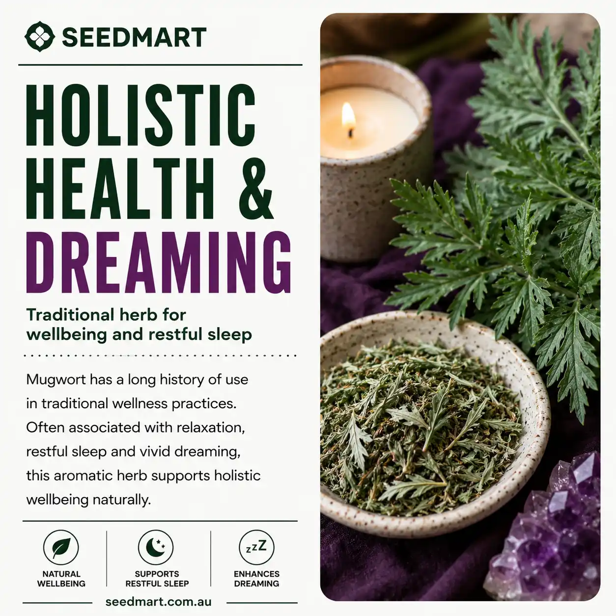 mugwort-seeds-hollistic-health-dreamings-seedmart-australia