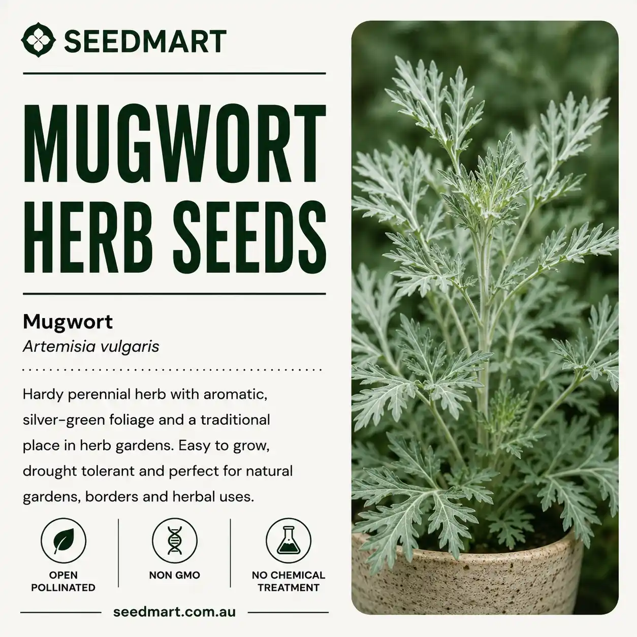 mugwort-seeds-seedmart-australia-1