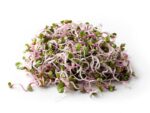 Radish Pink Sprouts | Isolated | Seedmart
