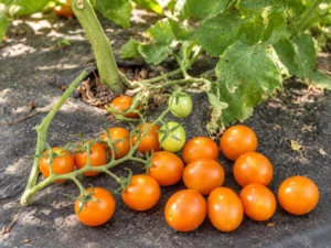 tomato-orange-cherry-seeds-seedmart-australia