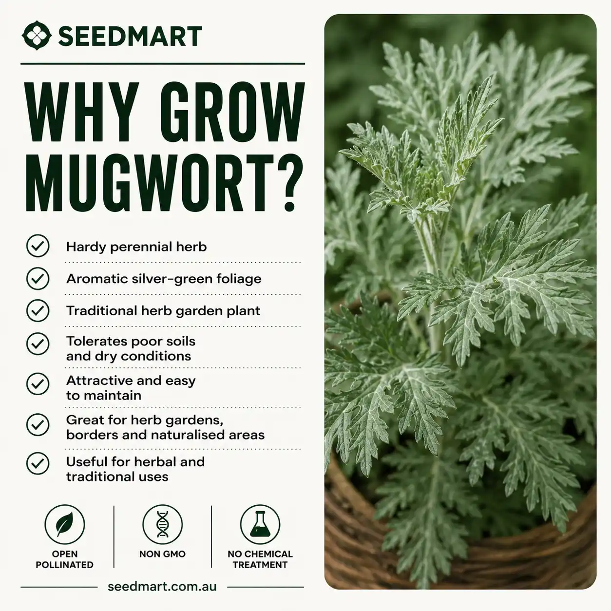 why-grow-mugwort-seeds-seedmart-australia