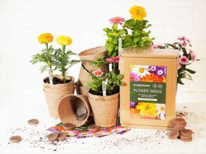 Flower Seedling Kit | Seedmart Australiaa