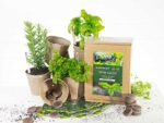 Herb Grow Kit | Seedmart Australia