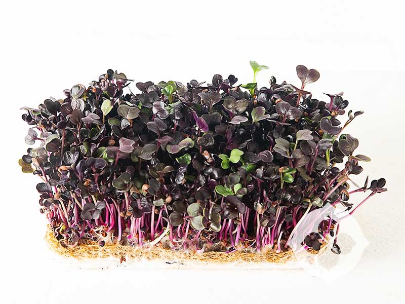 Purple Radish Microgreens | Seedmart Australia
