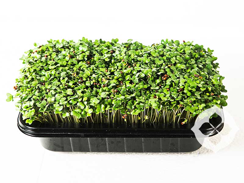 Broccoli Microgreens | Living | Seedmart Australia