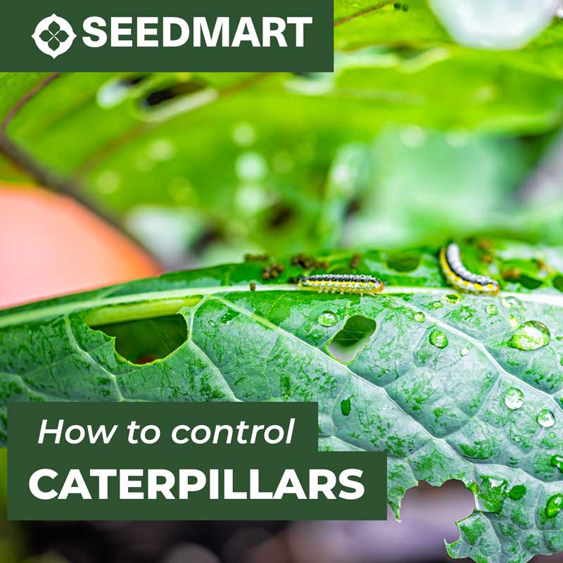 Control Caterpillars | Featured Image | Seedmart Blog Post