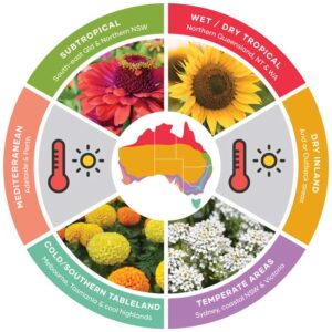 Summer Planting Guide for Flowers in Australia