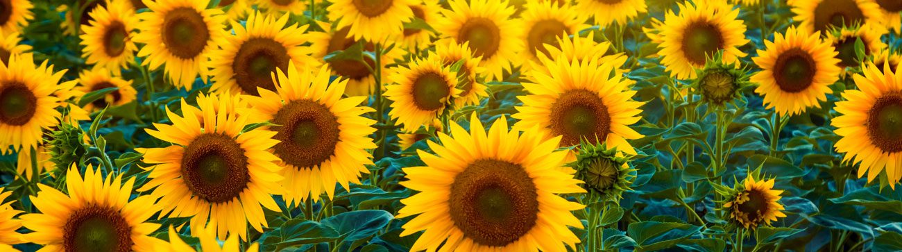 Sunflower Header | Seedmart Blog