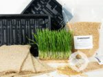 Wheatgrass Kit | Seedmart Australia