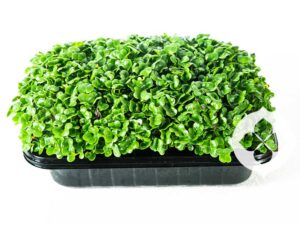 Kailaan Microgreens | Delivered Fresh in Brisbane | Seedmart